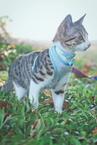 Cat standing in a field