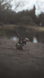 Close-up of a bird