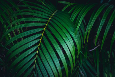 Close-up of palm tree