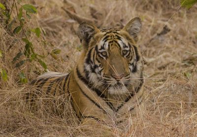 Close-up portrait of giraffe