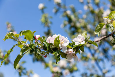 Low angle view of white flowering plant