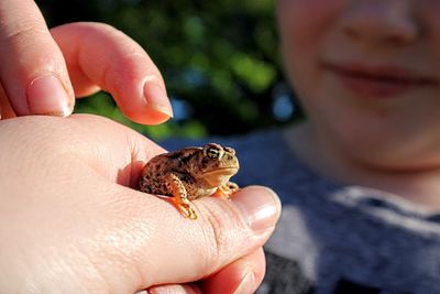 Close-up of human hand holding small toad