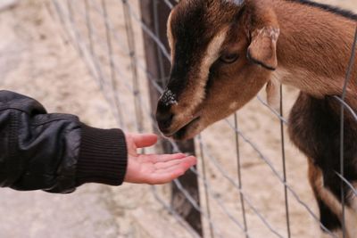 Close-up of hand feeding horse