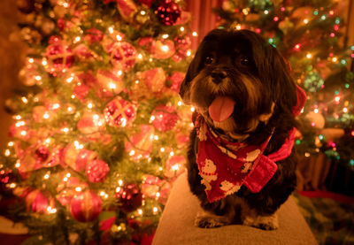 Close-up of illuminated christmas tree