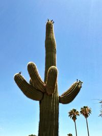Low angle view of cactus against clear blue sky