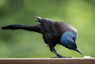 Close-up of bird perching on wood