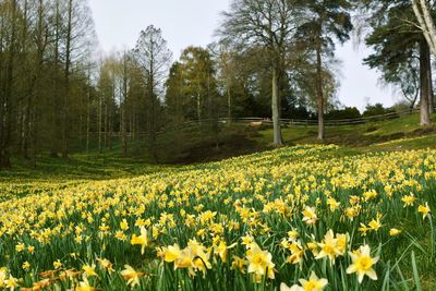 Scenic view of flowering plants on field against sky