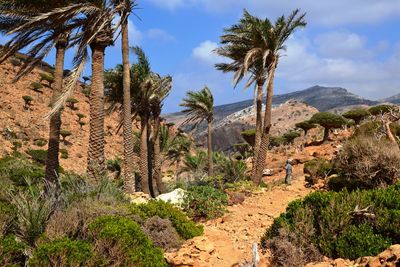 Panoramic view of palm trees on landscape against sky