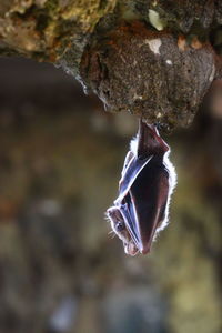 Close-up of moth on tree