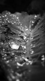 Close-up of water drops on leaf