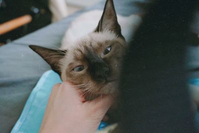 Close-up of cat