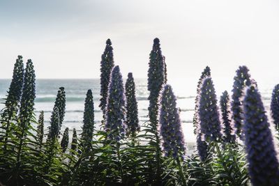 Close-up of plants growing on field against sky