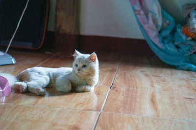 Cat lying on floor at home