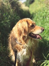 Close-up of dog on grass