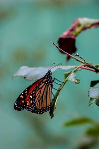 Close-up of butterfly on plant