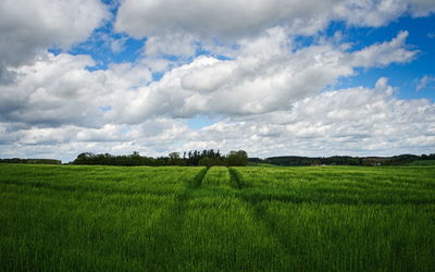 Scenic view of agricultural field against sky