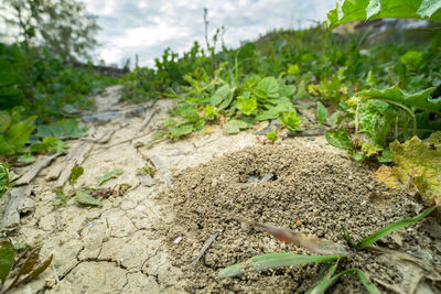 Close-up of plants growing on field