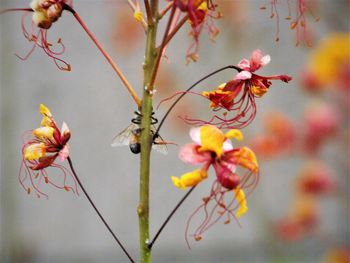 Close-up of yellow flowering plant