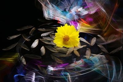 High angle view of multi colored flower on black background