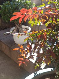 View of bird on plant