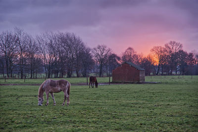 Horses at sunrise
