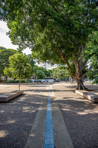 Road by trees in park