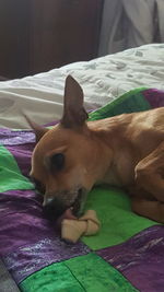 Close-up portrait of dog relaxing on bed