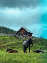 Horse standing in a field