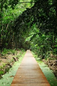 Boardwalk amidst trees in forest
