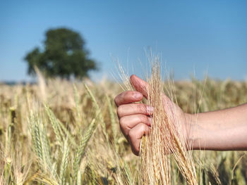 Close-up of wheat growing on field