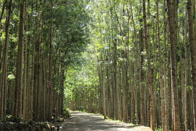 View of bamboo trees in forest