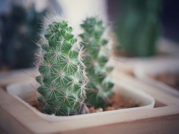 Close-up of succulent plant