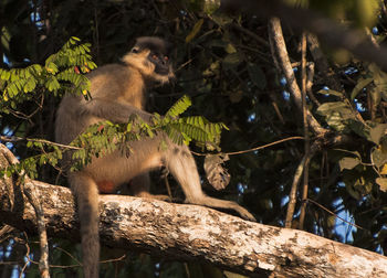 Low angle view of monkey on tree