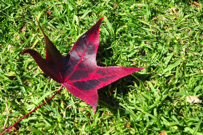 Close-up of maple leaf on field