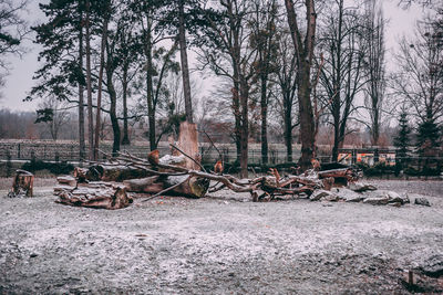 Bare trees on field in forest