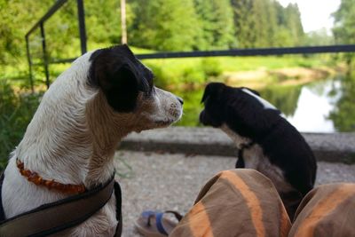 Two dogs sitting on field