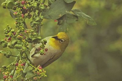 Bird perching on a plant