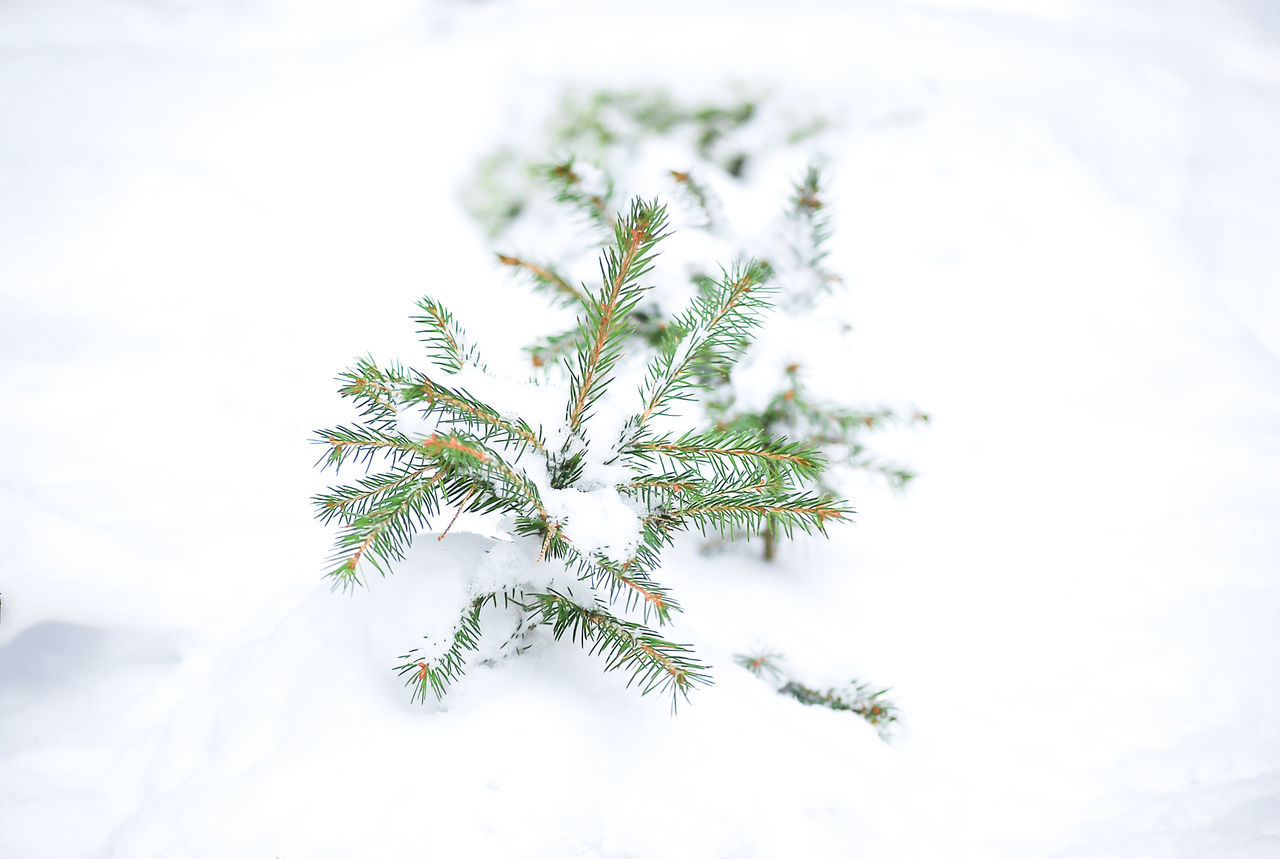 CLOSE-UP OF PLANT AGAINST SNOW COVERED TREE