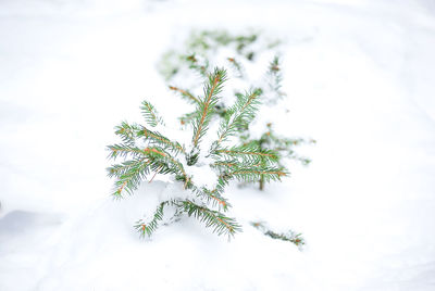 Close-up of snow on plant against sky