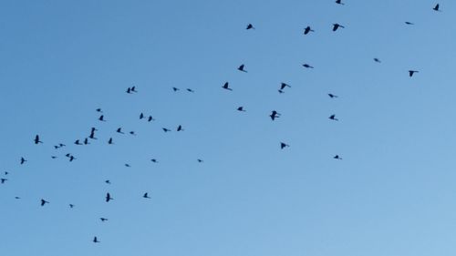 Low angle view of birds flying against clear sky