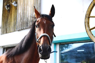 Close-up of horse in ranch