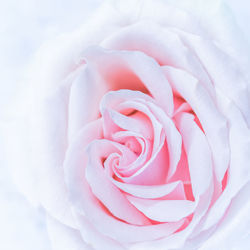 Close-up of pink rose