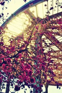 Low angle view of pink flowers