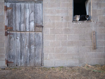 View of a cat on wall