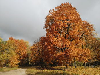 Trees growing on field against sky during autumn