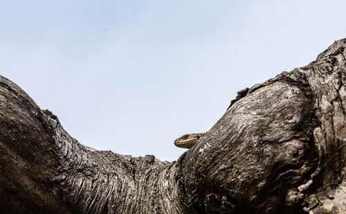 Snake on tree trunk against clear sky