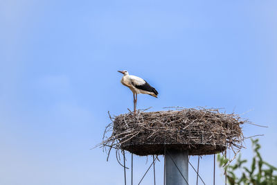 Low angle view of bird perching on nest against sky