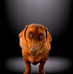 Portrait of dog against black background