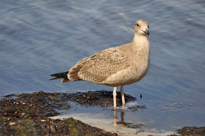 Close-up of seagull perching on beach