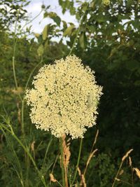 Close-up of flowers growing in park